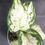 Miniatura: AGLAONEMA PEARLS VARIEGATA BABY