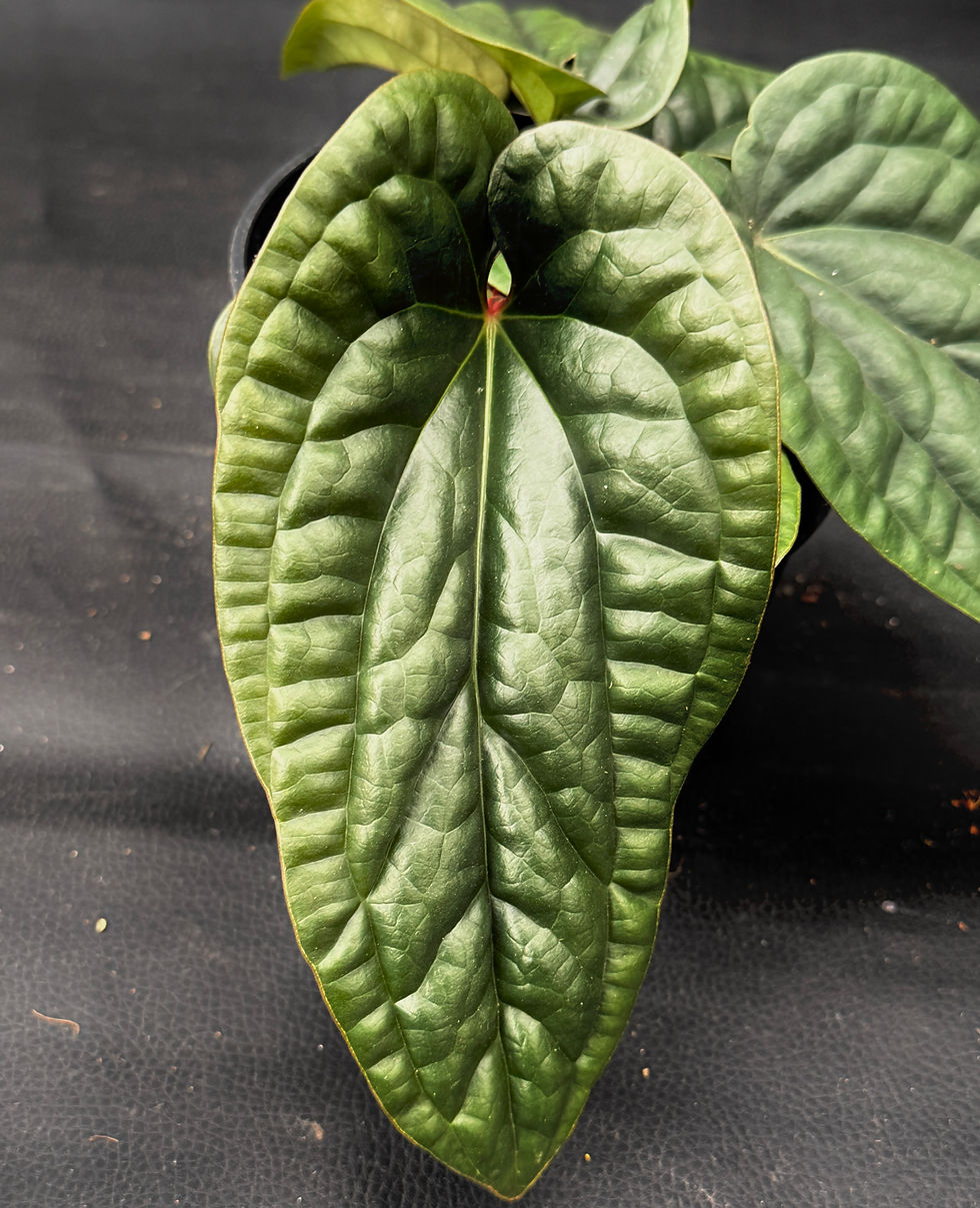 Miniatura: ANTHURIUM LUXURIANS X RADICANS