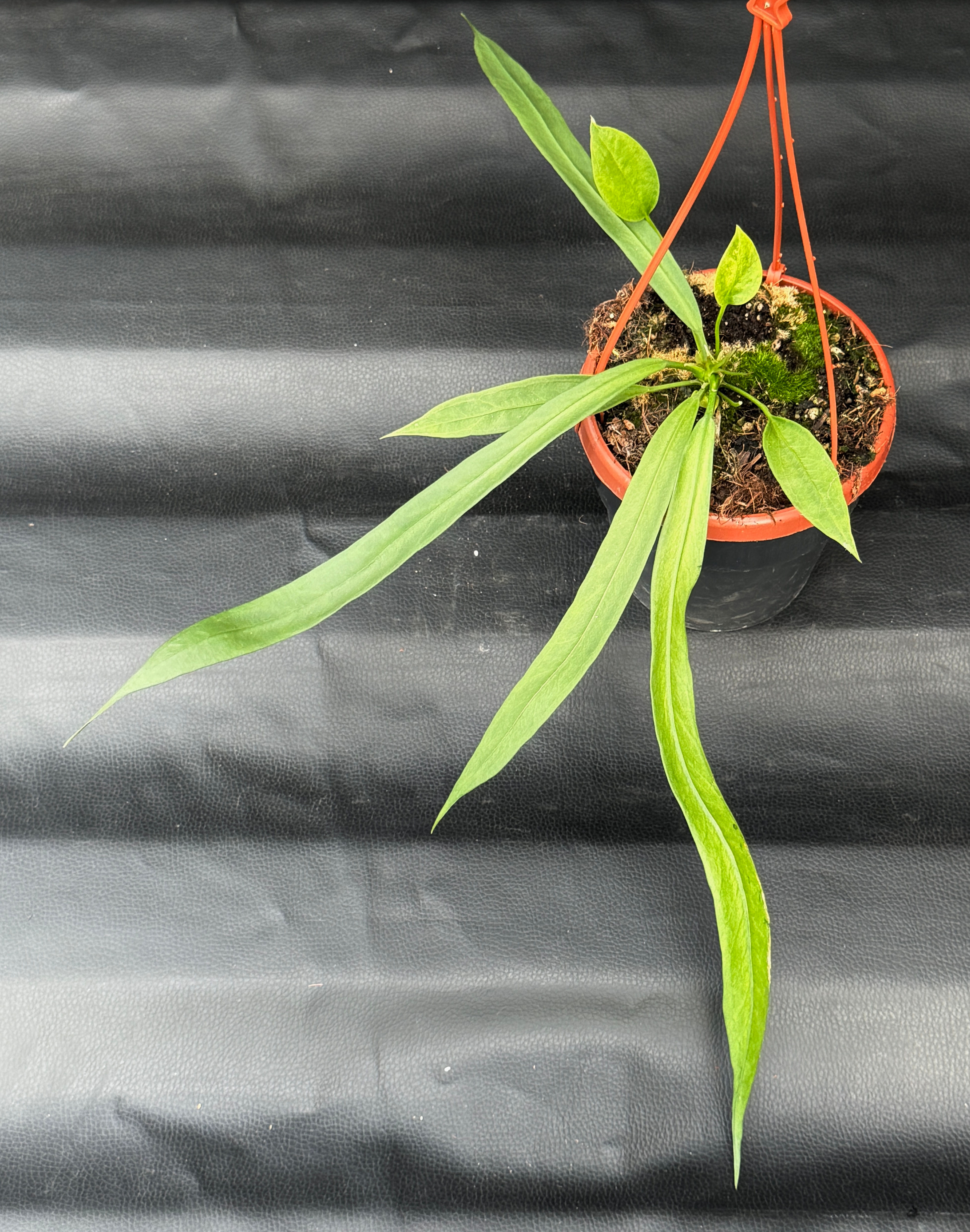 ANTHURIUM VITTARIFOLIUM LARGE BASKET X1