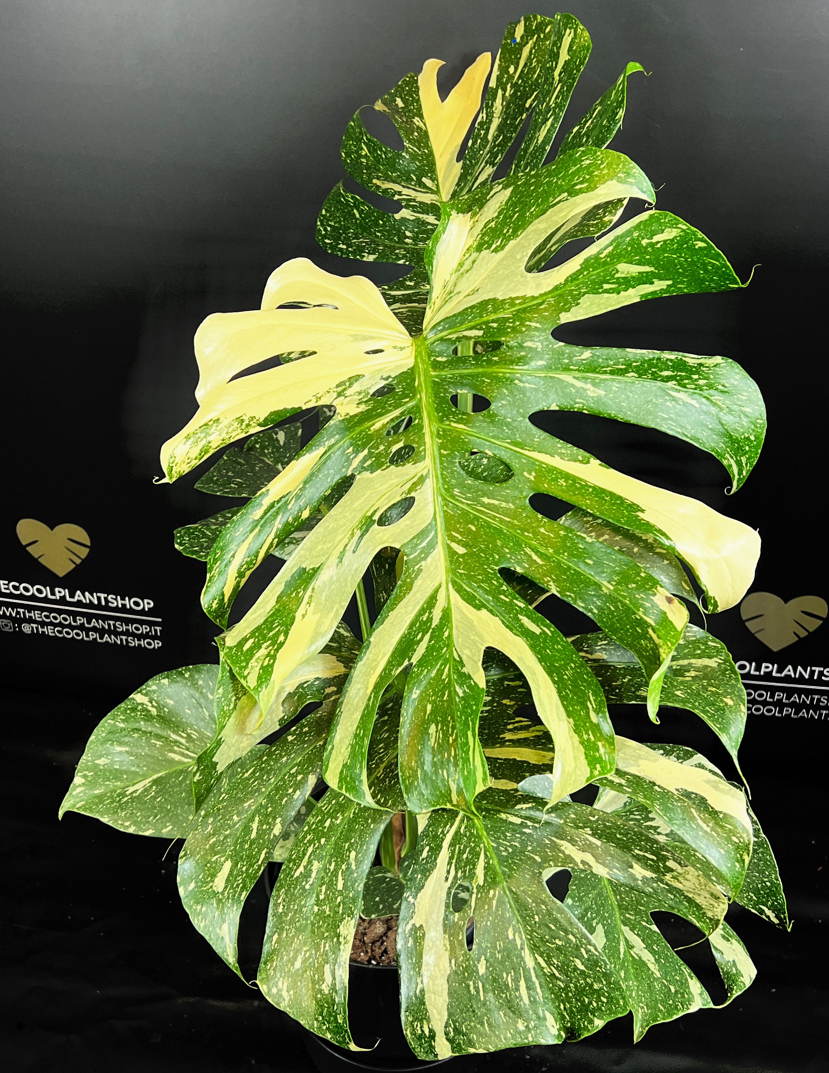 MONSTERA THAI CONSTELLATION GIANT 1