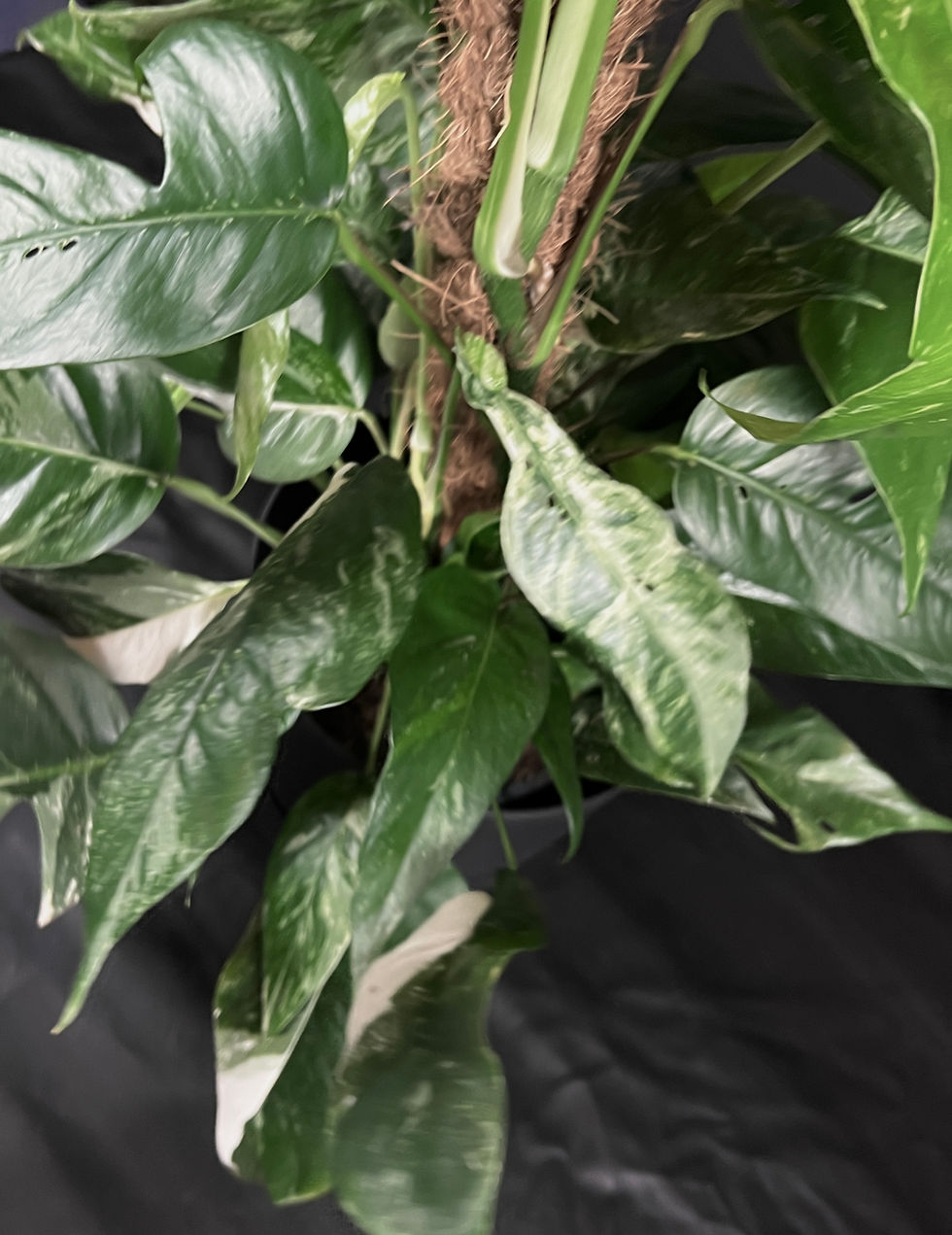 Thumbnail: EPIPREMNUM PINNATUM VARIEGATA GIANT 1
