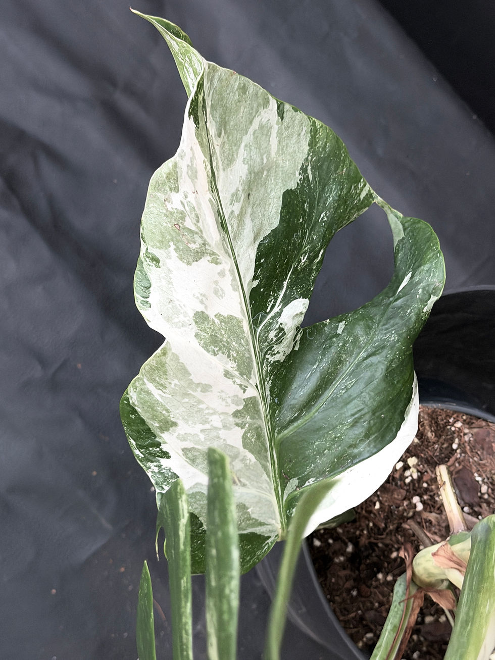 Miniatura: MONSTERA ALBO VARIEGATA SUPER WHITE  XL19