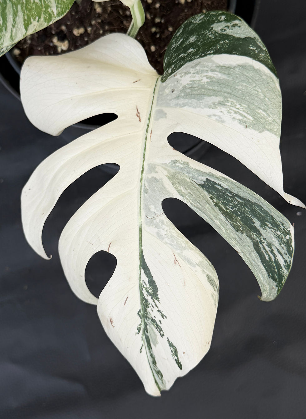 Miniatura: MONSTERA ALBO VARIEGATA SUPER WHITE XL6