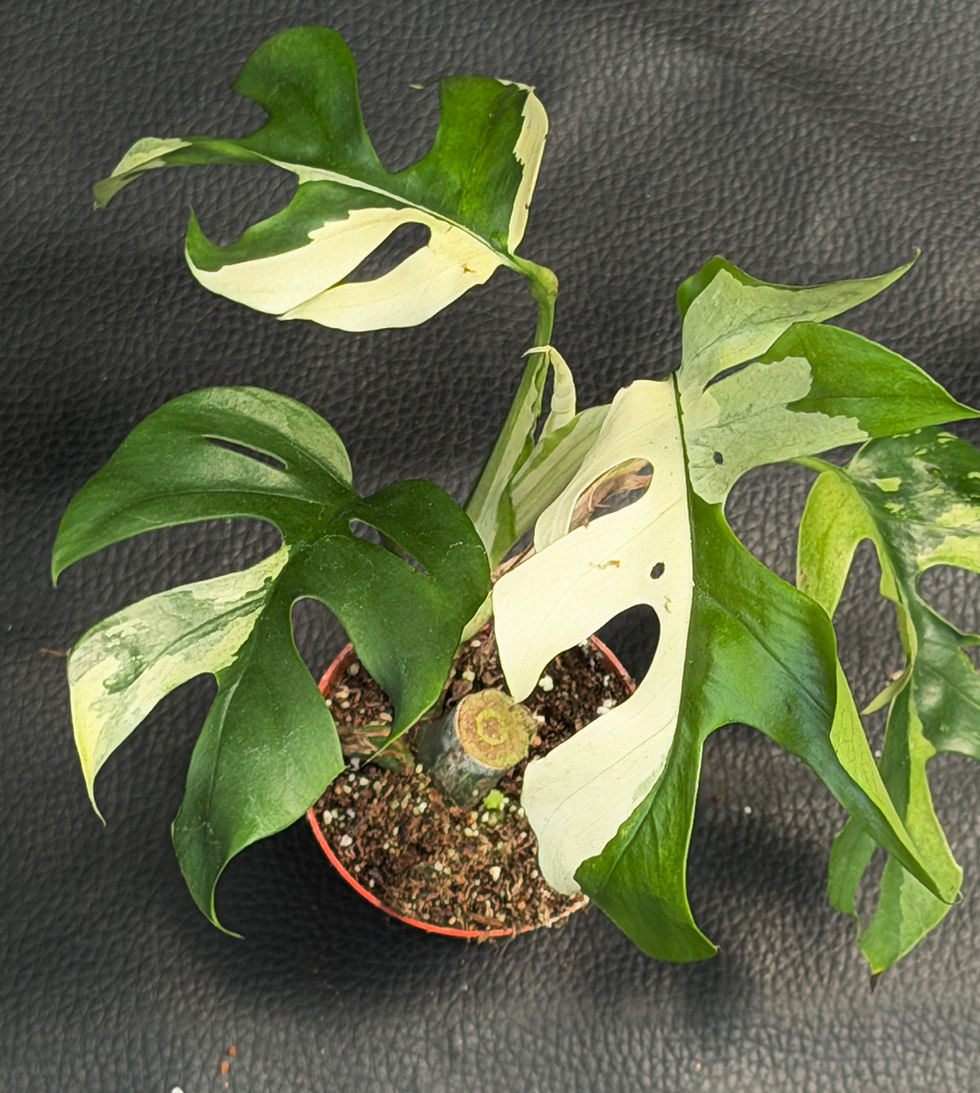 Miniatura: RHAPHIDOPHORA TETRAPERMA VARIEGATED BABY