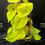 Miniatura: PHILODENDRON MICANS LIME LARGE