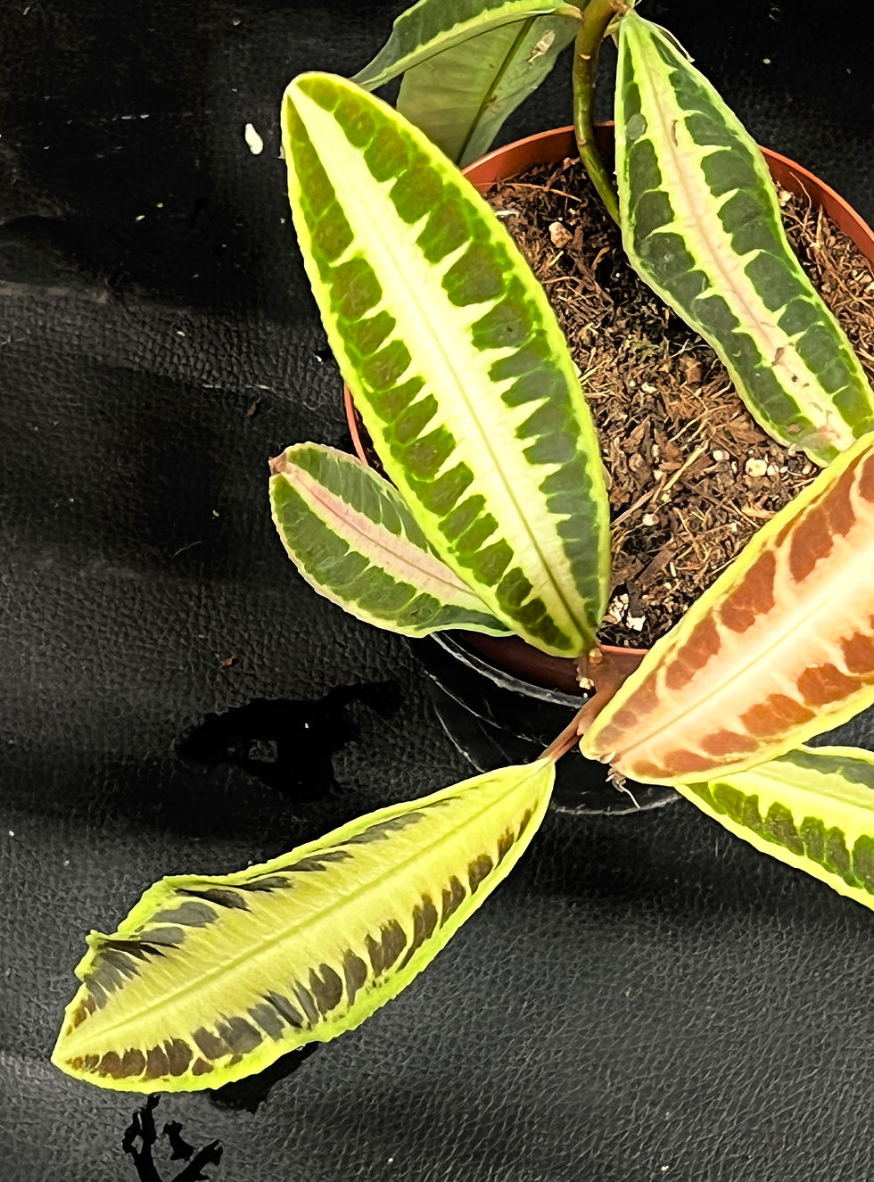 Miniatura: LABISIA JABI LARGE