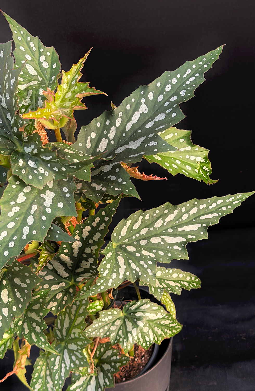 Miniatura: BEGONIA SHERWOOD XL