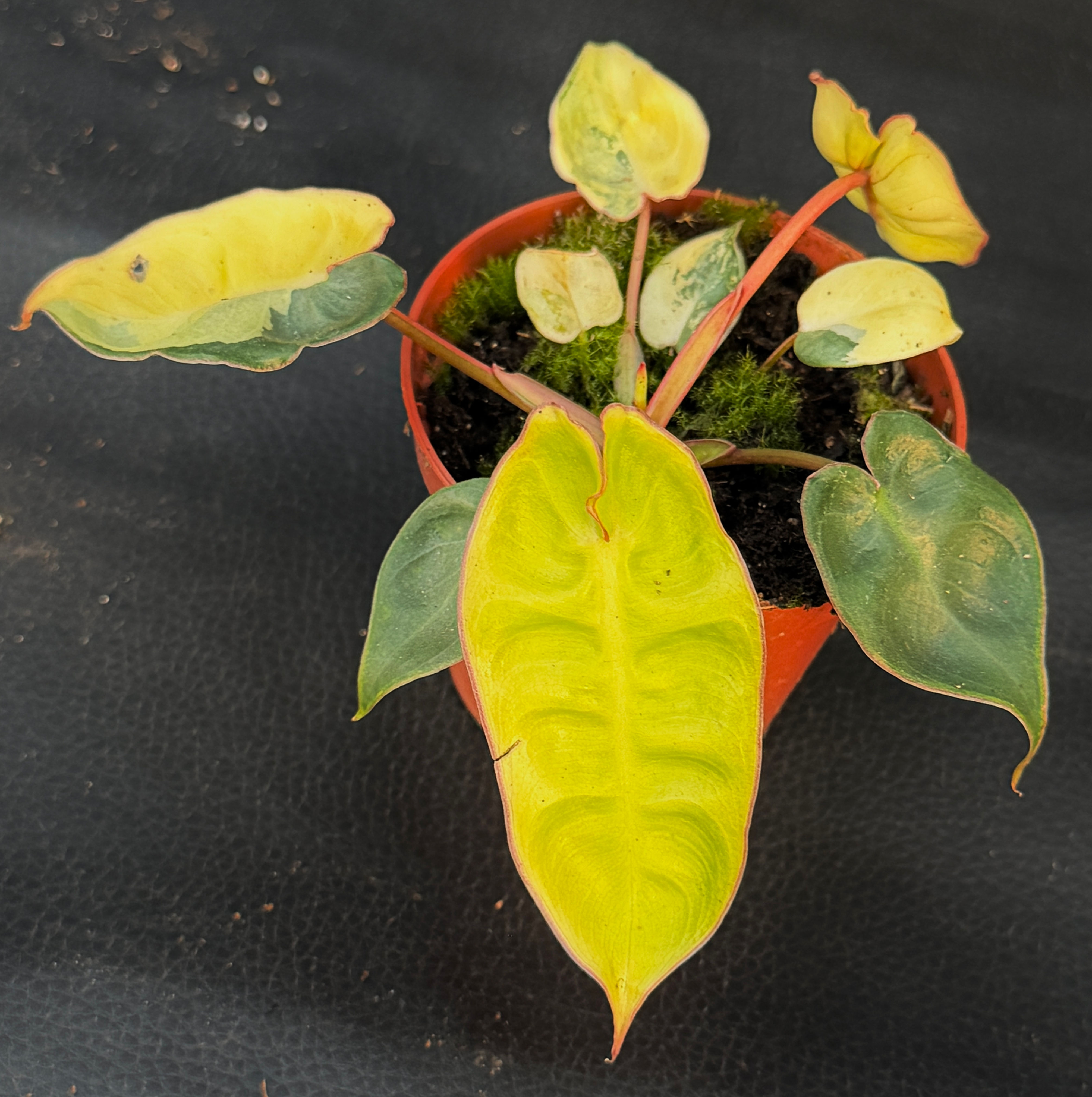 PHILODENDRON BILLIETIAE VARIAGATED SMALL 1