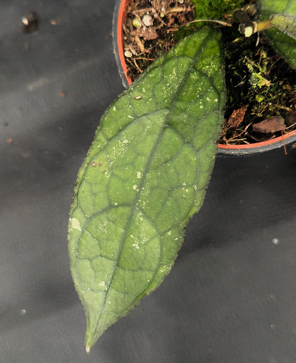 Miniatura: HOYA CLEMENSIORUM DARK LEAF