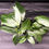 Miniatura: PHILODENDRON DRAGON TAIL LARGE