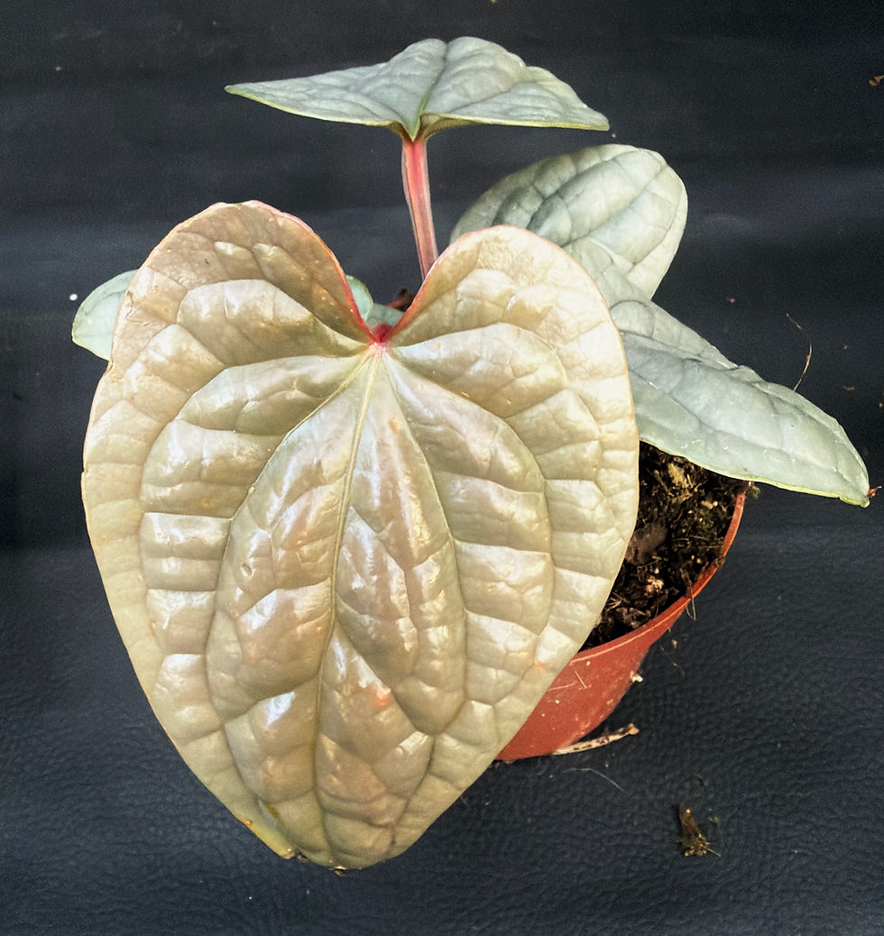 Miniatura: ANTHURIUM LUXURIANS