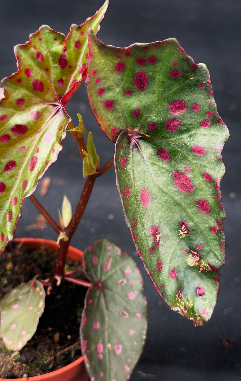 Miniatura: BEGONIA AMPHIOXUS X MALACHOSTICTA
