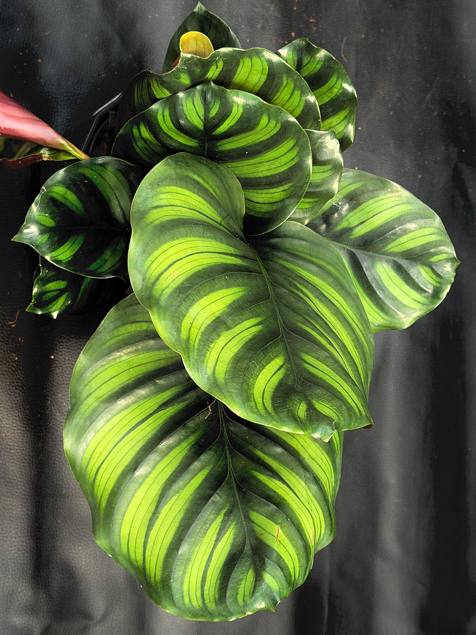 Miniatura: CALATHEA FASCIATA LARGE