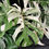 Miniatura: MONSTERA ALBO VARIEGATA SUPER WHITE GIANT F3
