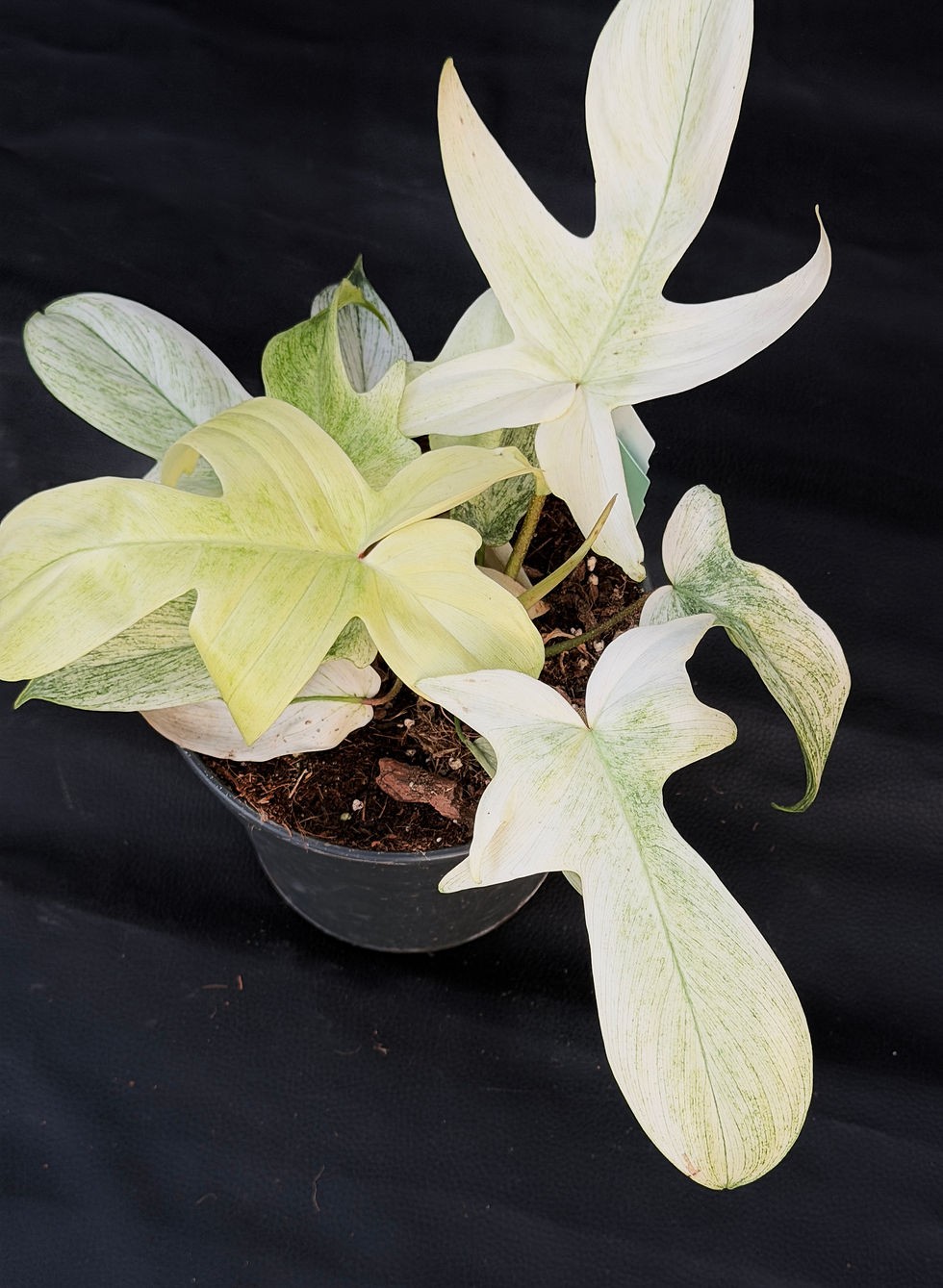 Miniatura: PHILODENDRON FLORIDA GHOST LARGE 1