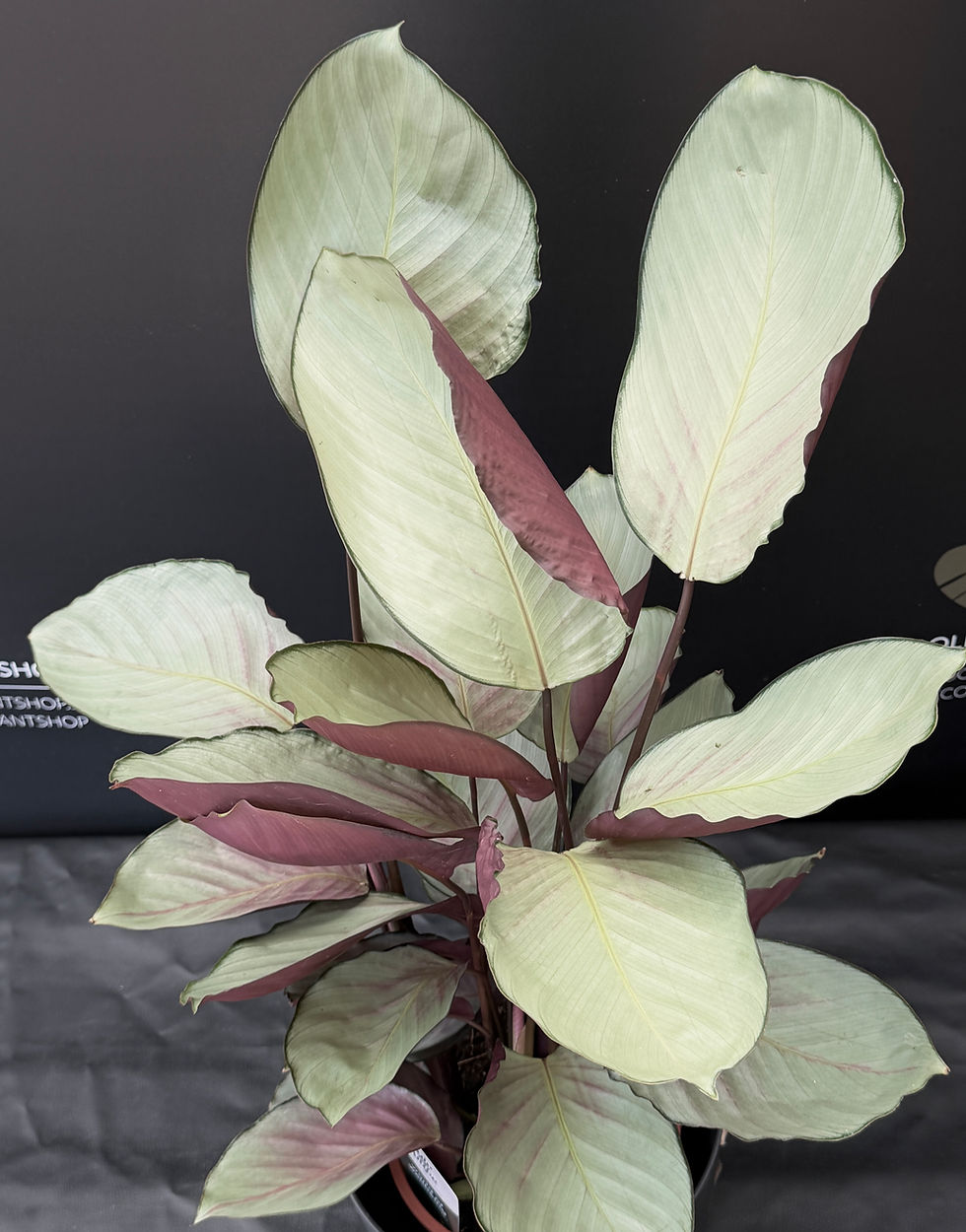 Miniatura: CALATHEA SILVER PLATE GIANT
