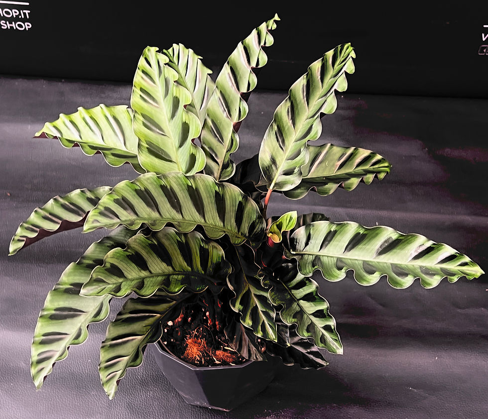 Miniatura: CALATHEA VELVET GLORY LARGE