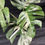 Miniatura: MONSTERA ALBO VARIEGATA PERTUSUM  GIANT 8