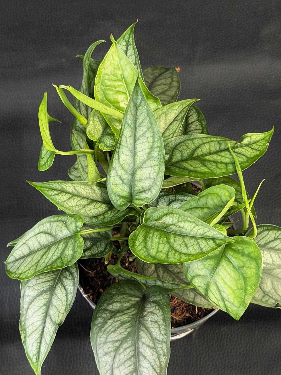 Miniatura: MONSTERA SILTEPECANA