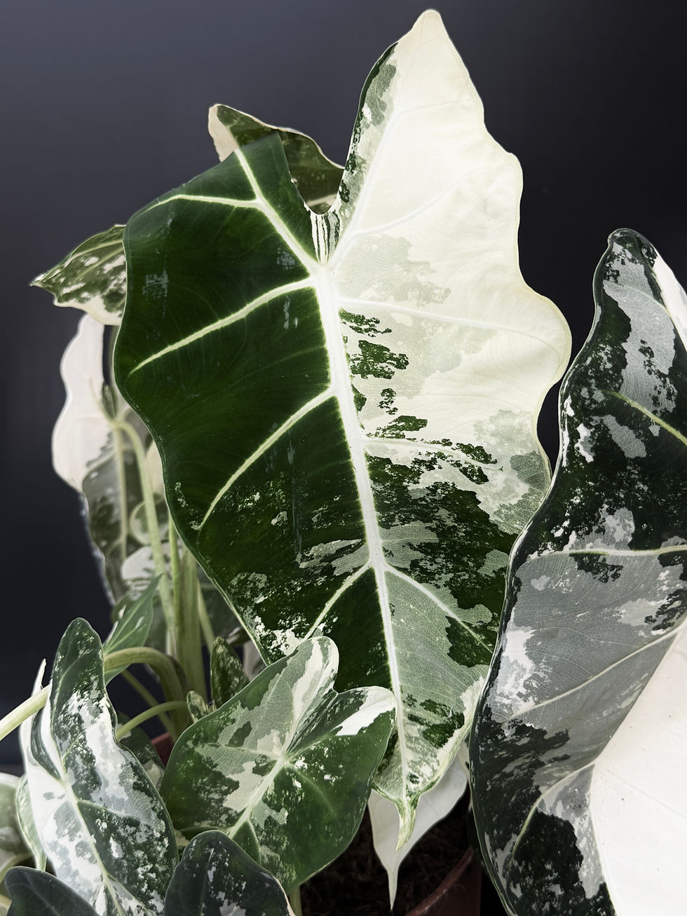 Miniatura: ALOCASIA FRYDEK VARIEGATED GIANT 2