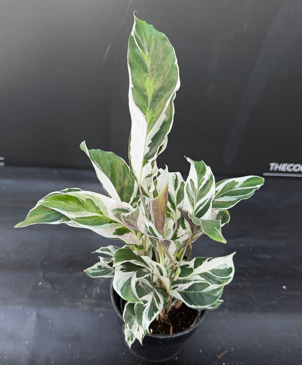 Miniature : CALATHEA WHITE FUSION