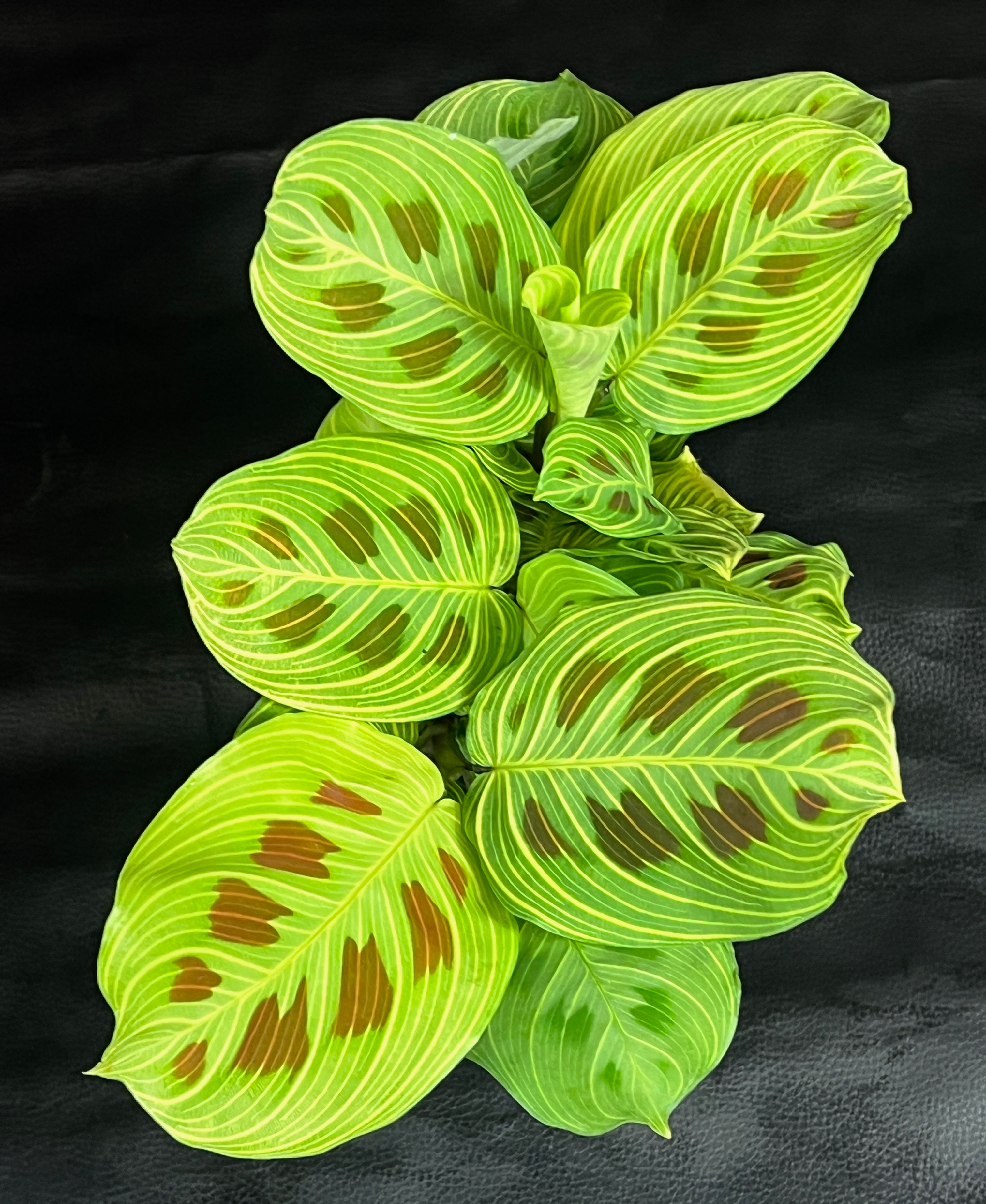 MARANTHA LIGHT VEINS