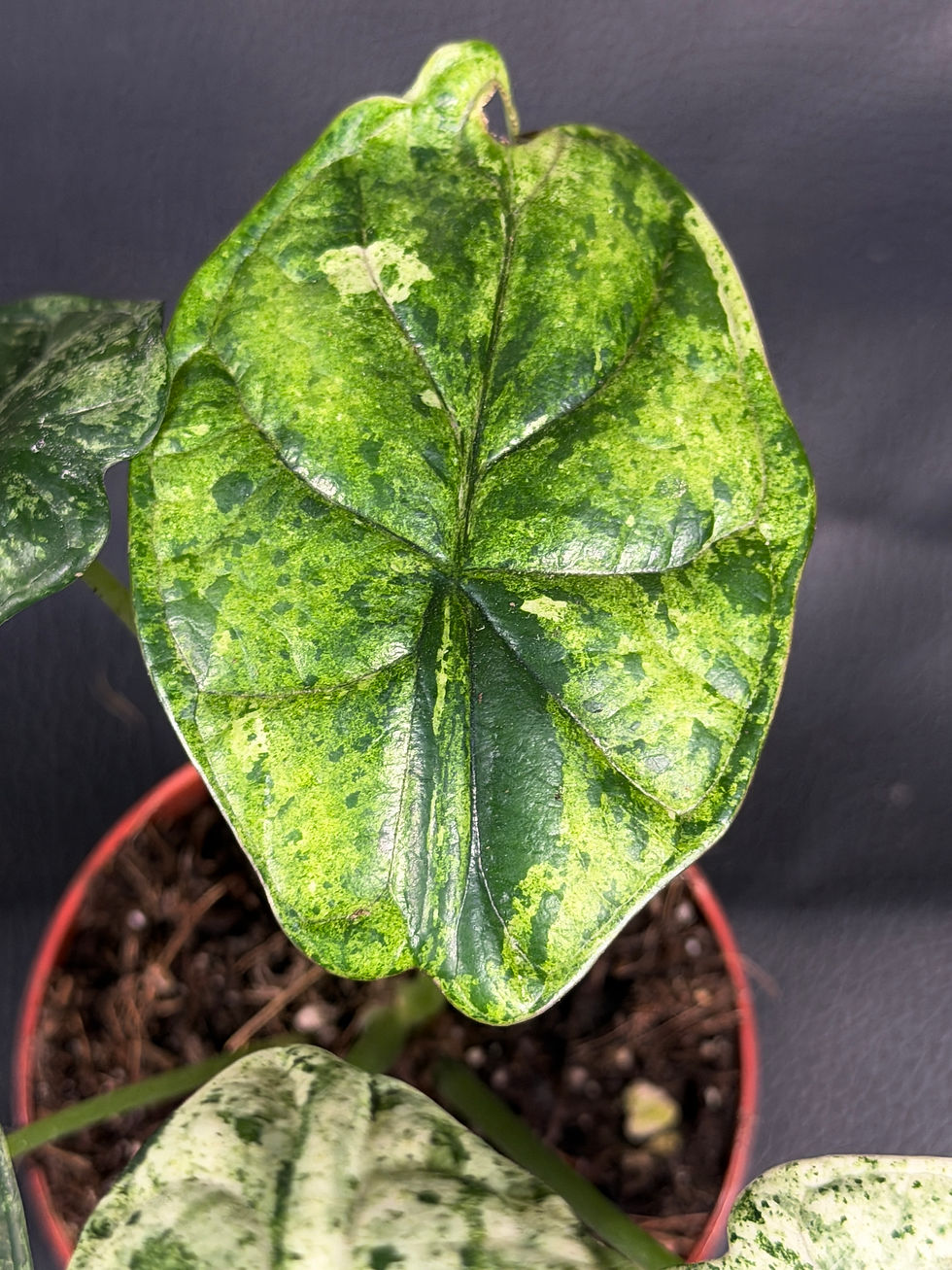 Miniatura: ALOCASIA DRAGON SCALE MINT SMALL F2