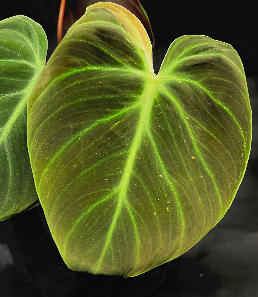 Miniatura: PHILODENDRON EL CHOCO RED
