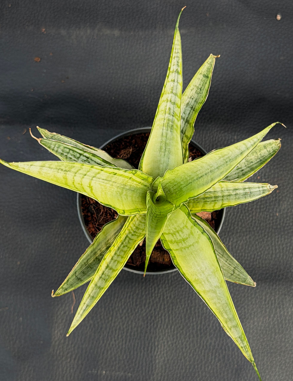 Miniatura: SANSEVERIA GABRIELLA CROWN SMALL