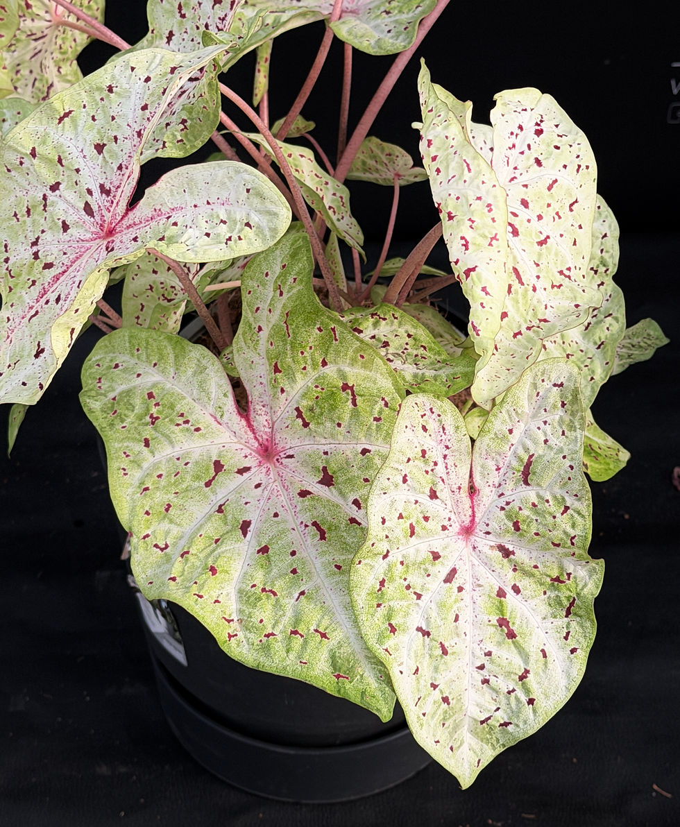 Miniatura: CALADIUM MISS MUFFET XL