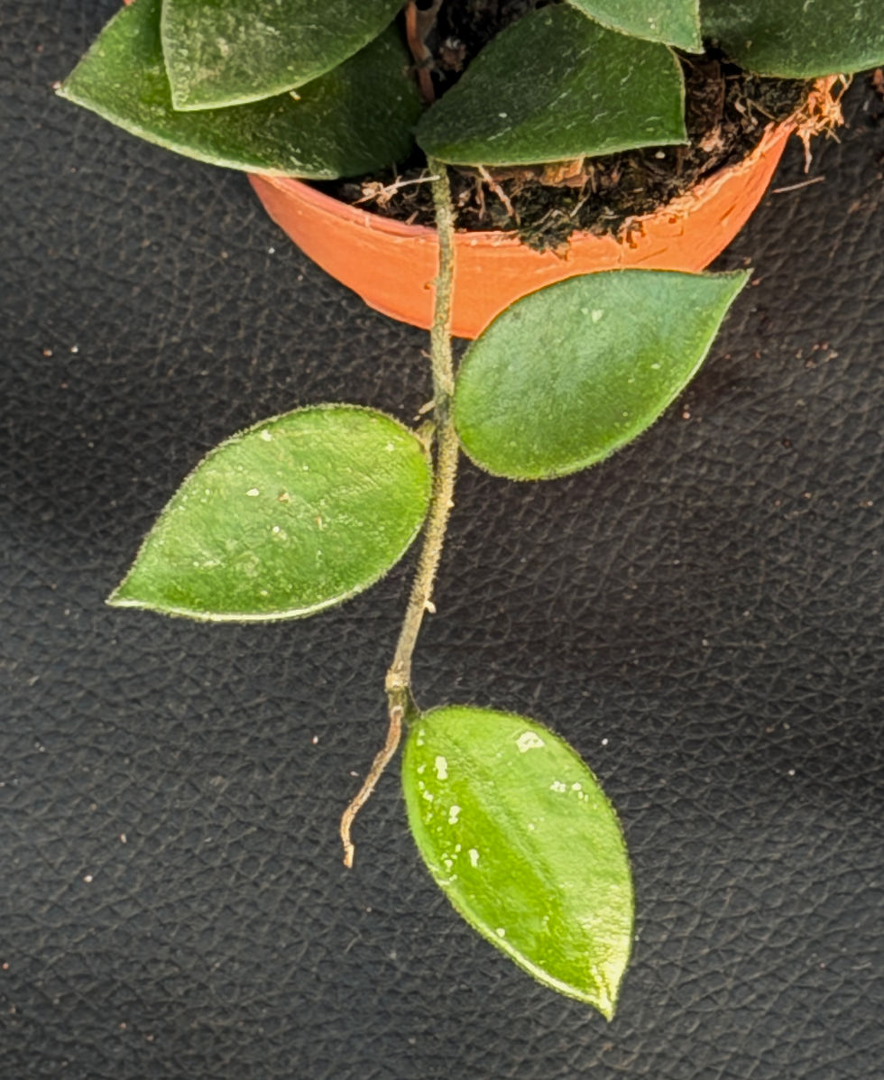 Miniatura: HOYA CHOUKE