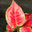 Miniatura: AGLAONEMA RED JOY