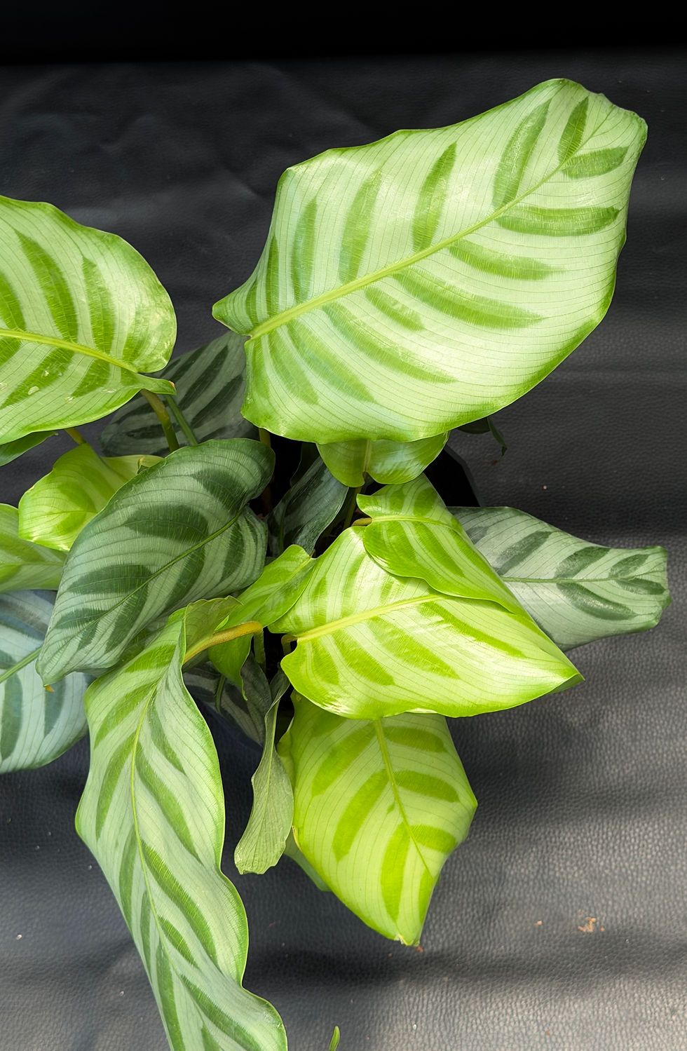 Miniatura: CALATHEA BELLA CARLINA