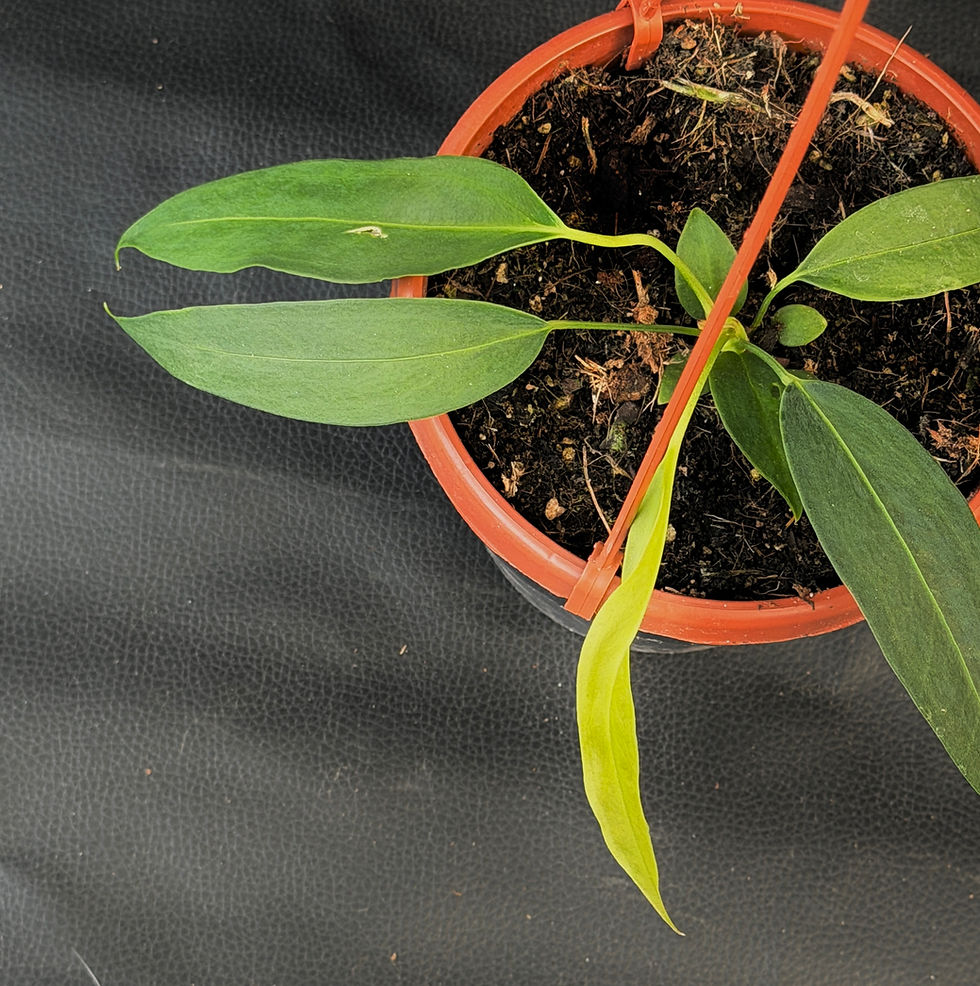 Miniatura: ANTHURIUM WENDLINGERI LARGE BASKET G1