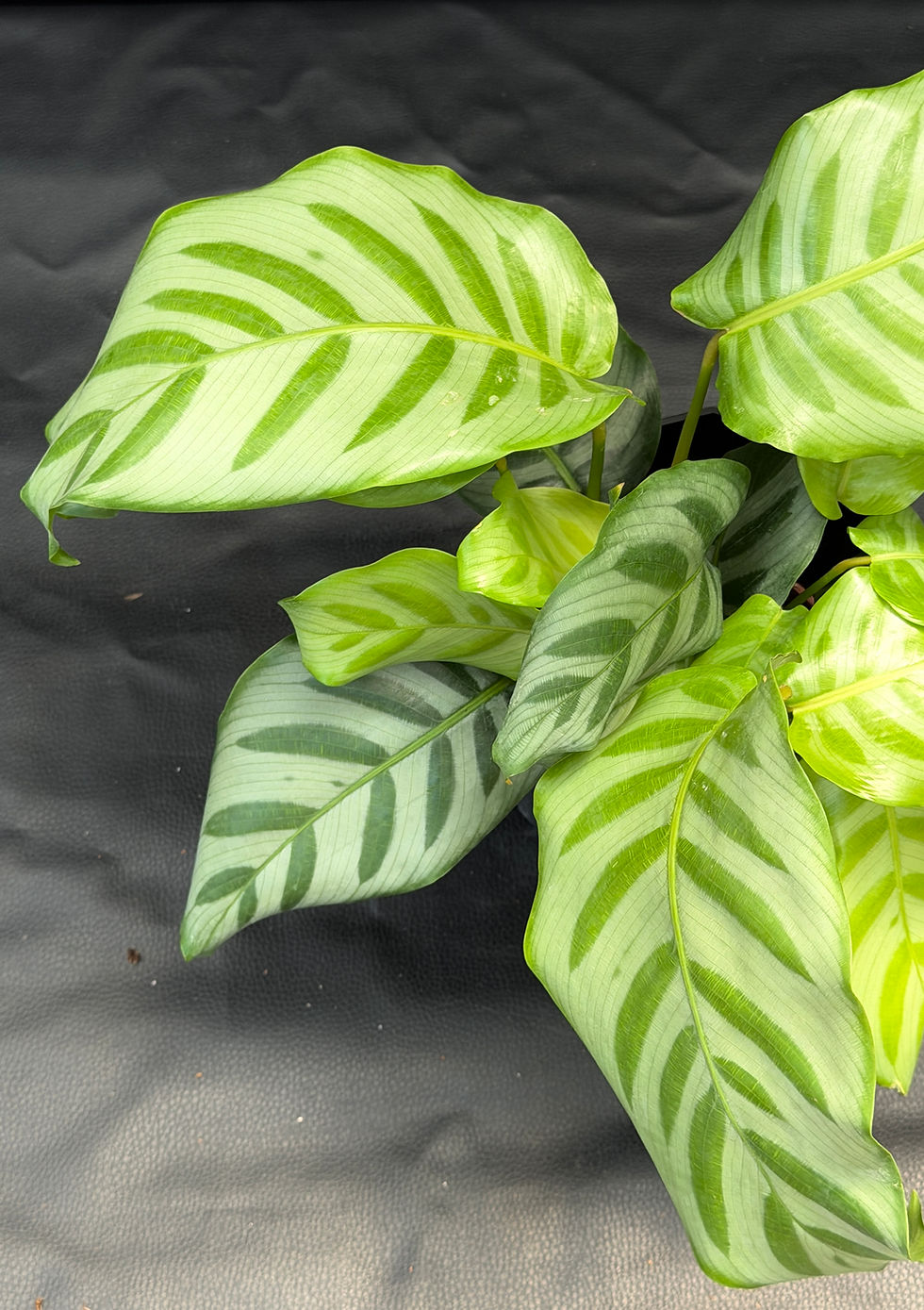 Miniatura: CALATHEA BELLA CARLINA