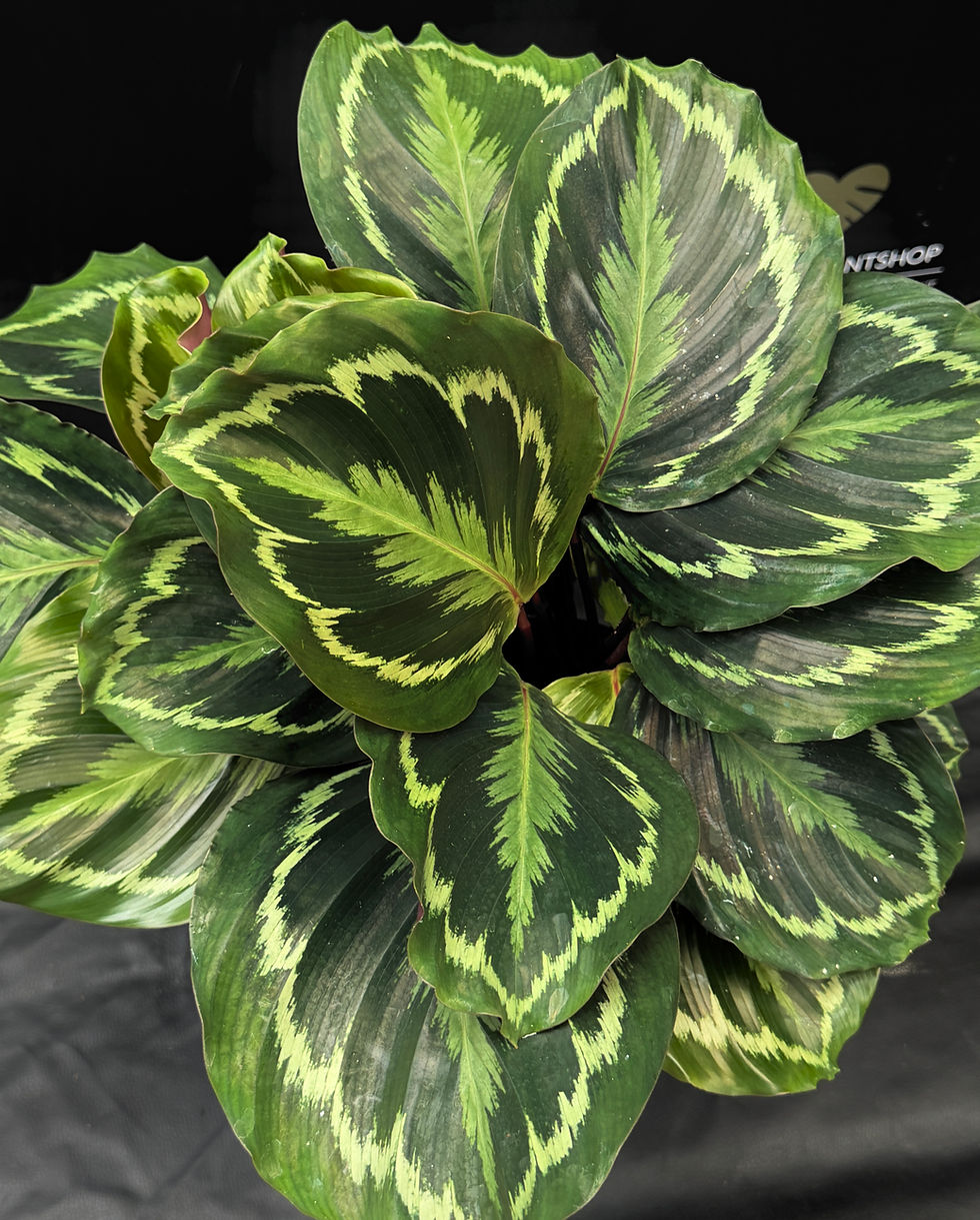 Miniature : CALATHEA MEDALLION XL