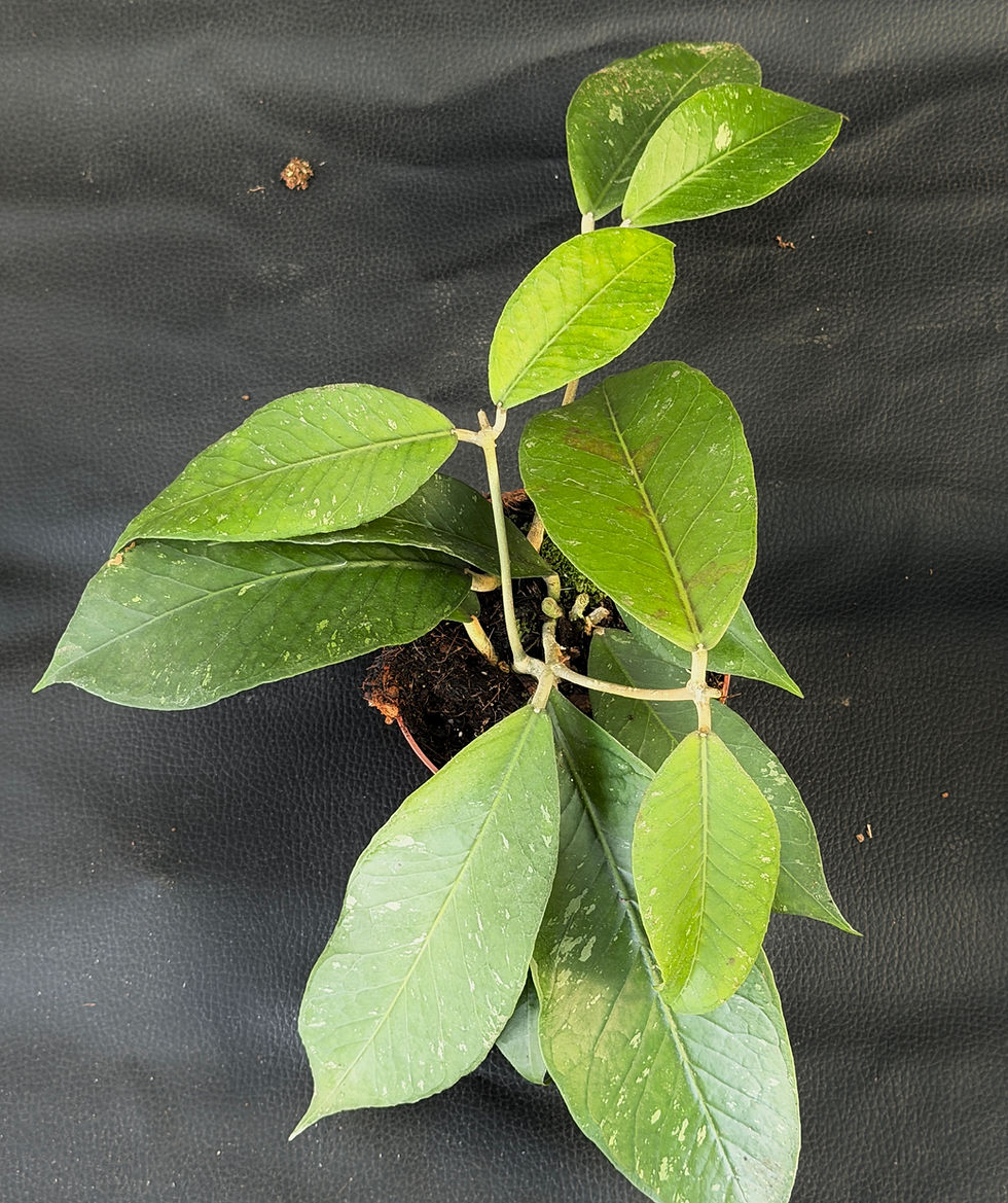 Miniatura: HOYA SP ACEH CLONE