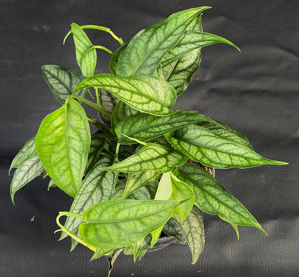 Miniatura: MONSTERA SILTEPECANA