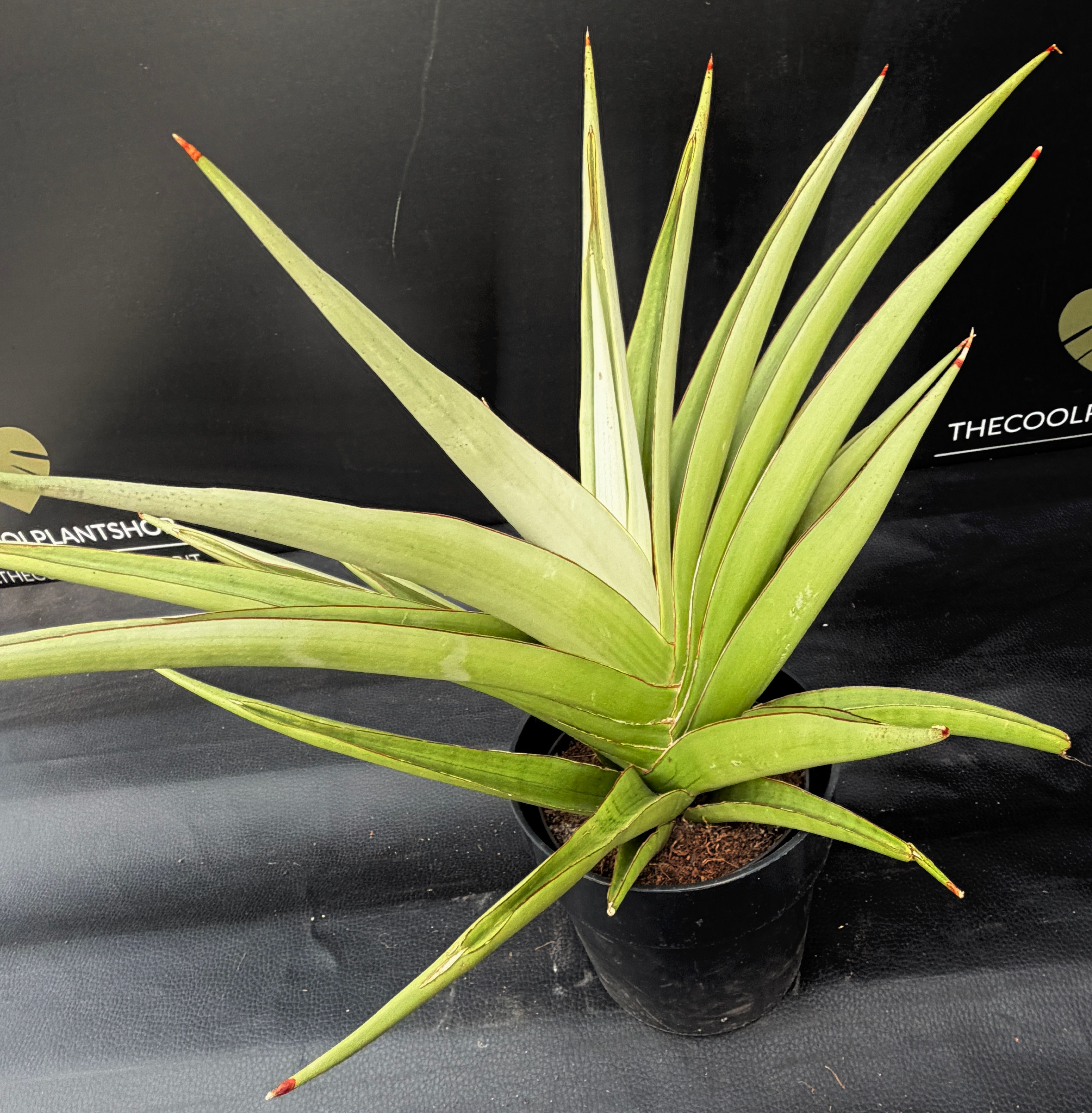 SANSEVERIA COMET PASTEL GREY