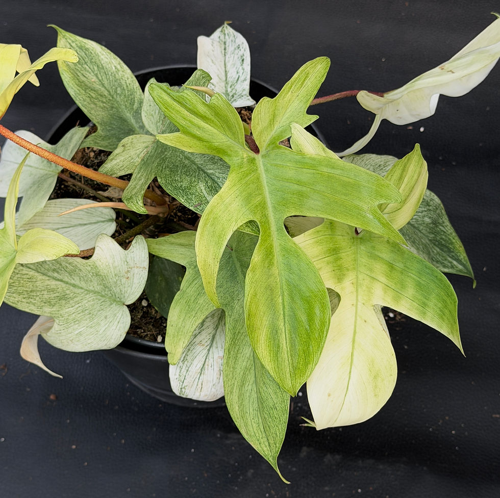 Miniatura: PHILODENDRON FLORIDA GHOST LARGE 9
