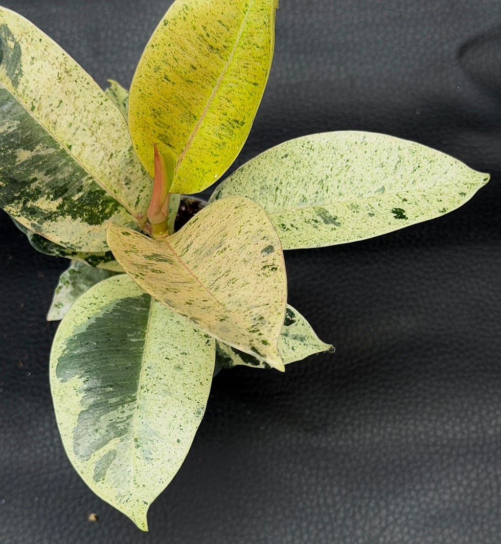 Miniatura: FICUS ELASTICA SHIVEREANA BABY