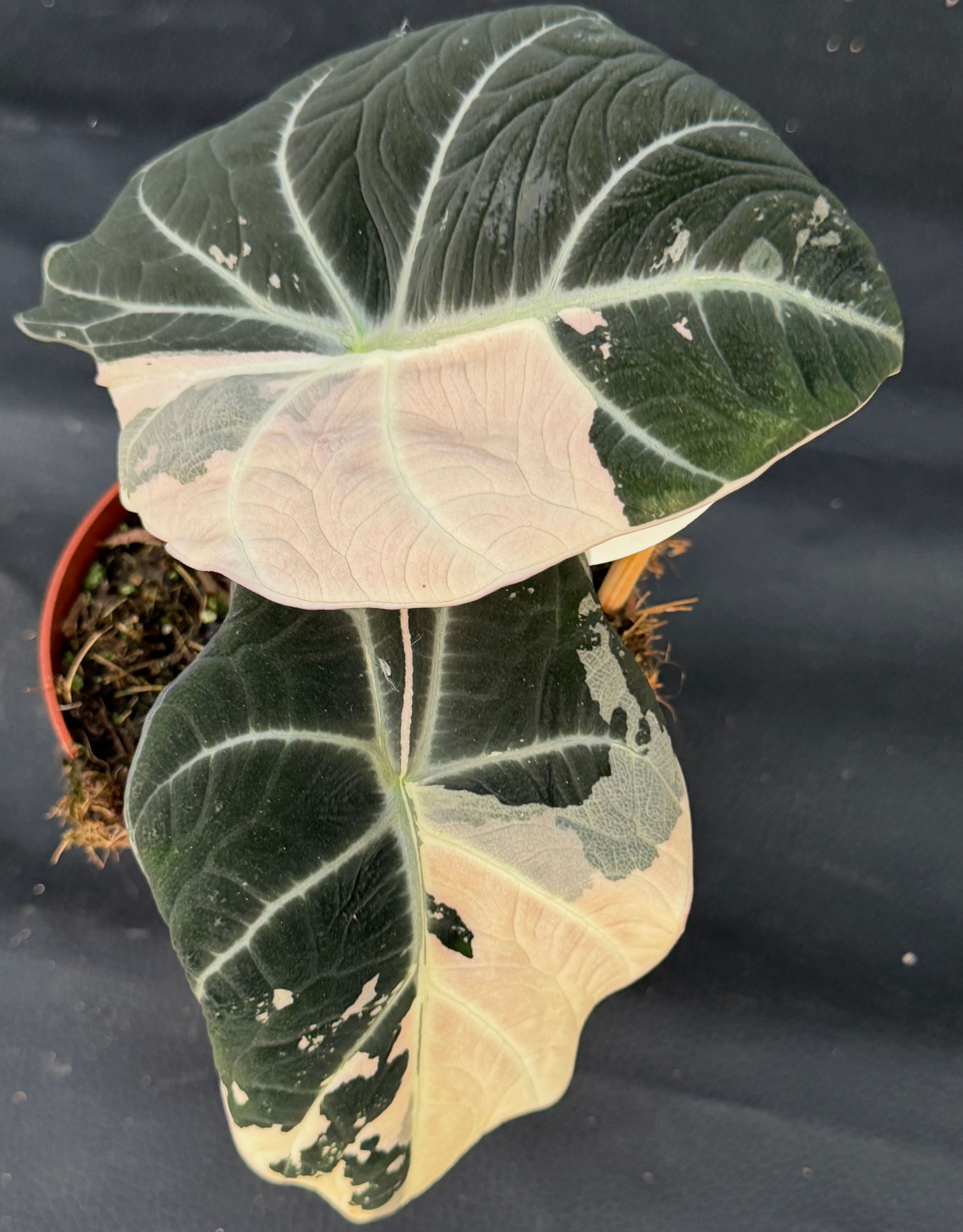 ALOCASIA BLACK VELVET PINK VARIEGATED K3