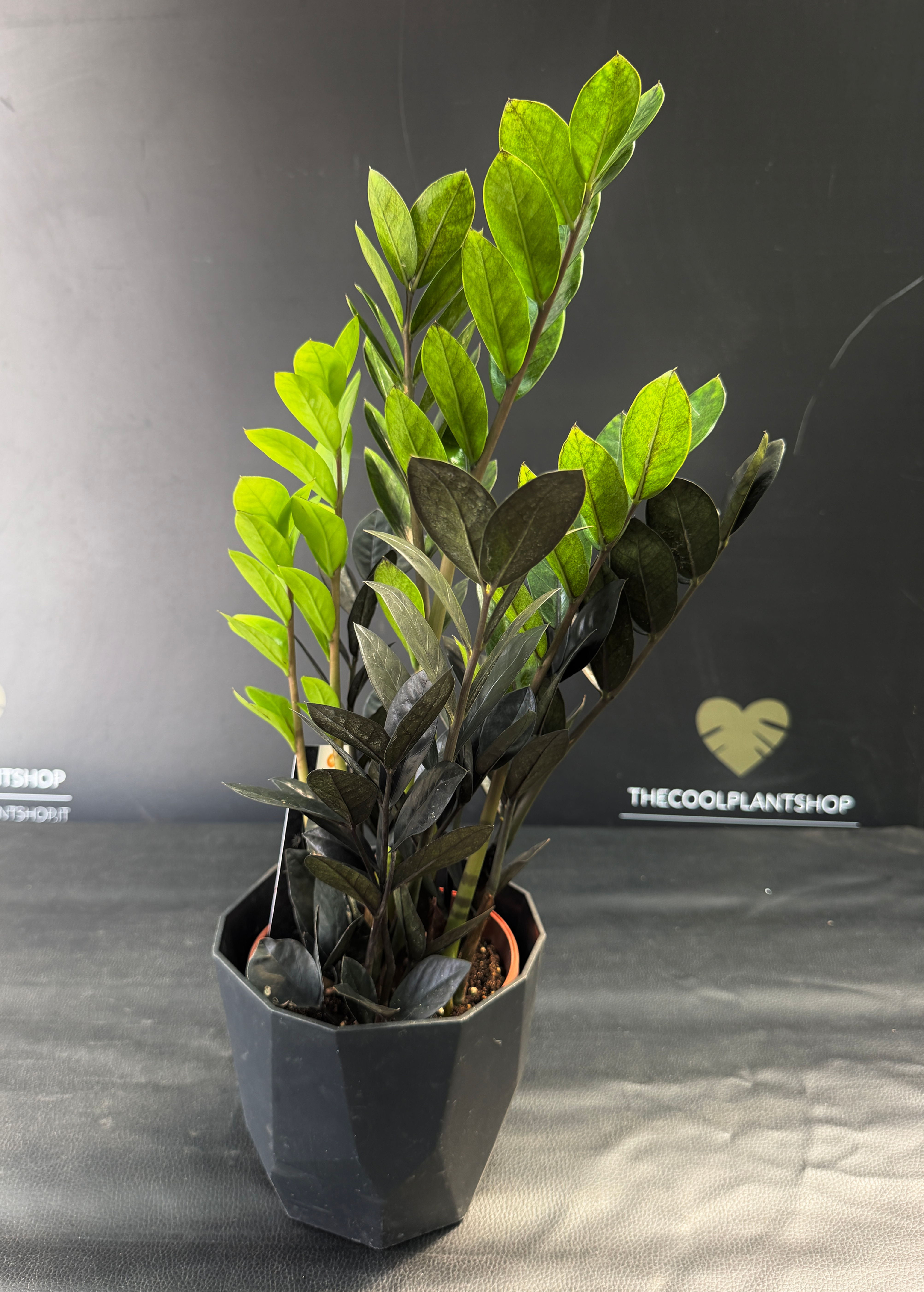 ZAMIOCULCAS RAVEN LARGE