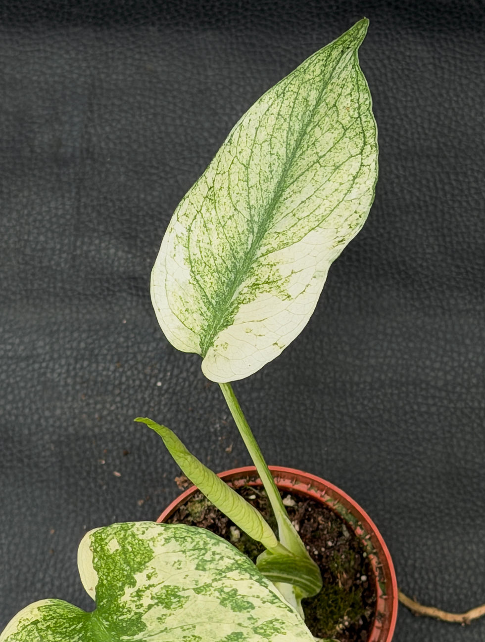 Miniatura: MONSTERA MINT SMALL 3