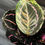 Miniatura: CALATHEA SURPRICE STAR LARGE