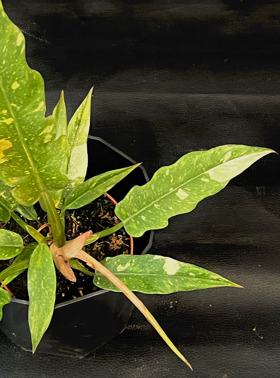 Thumbnail: PHILODENDRON RING OF FIRE