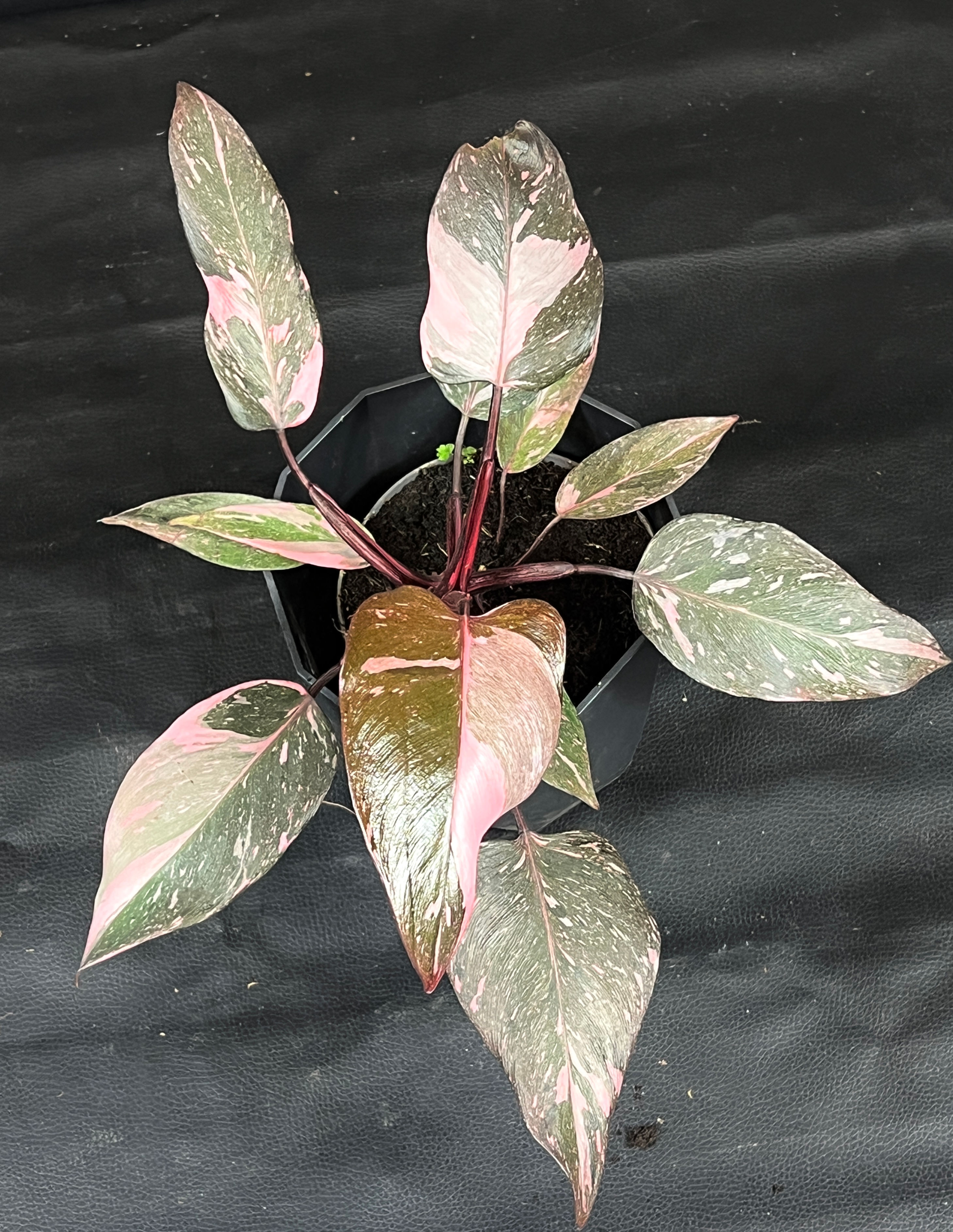 PHILODENDRON PINK MARBLE LARGE 3