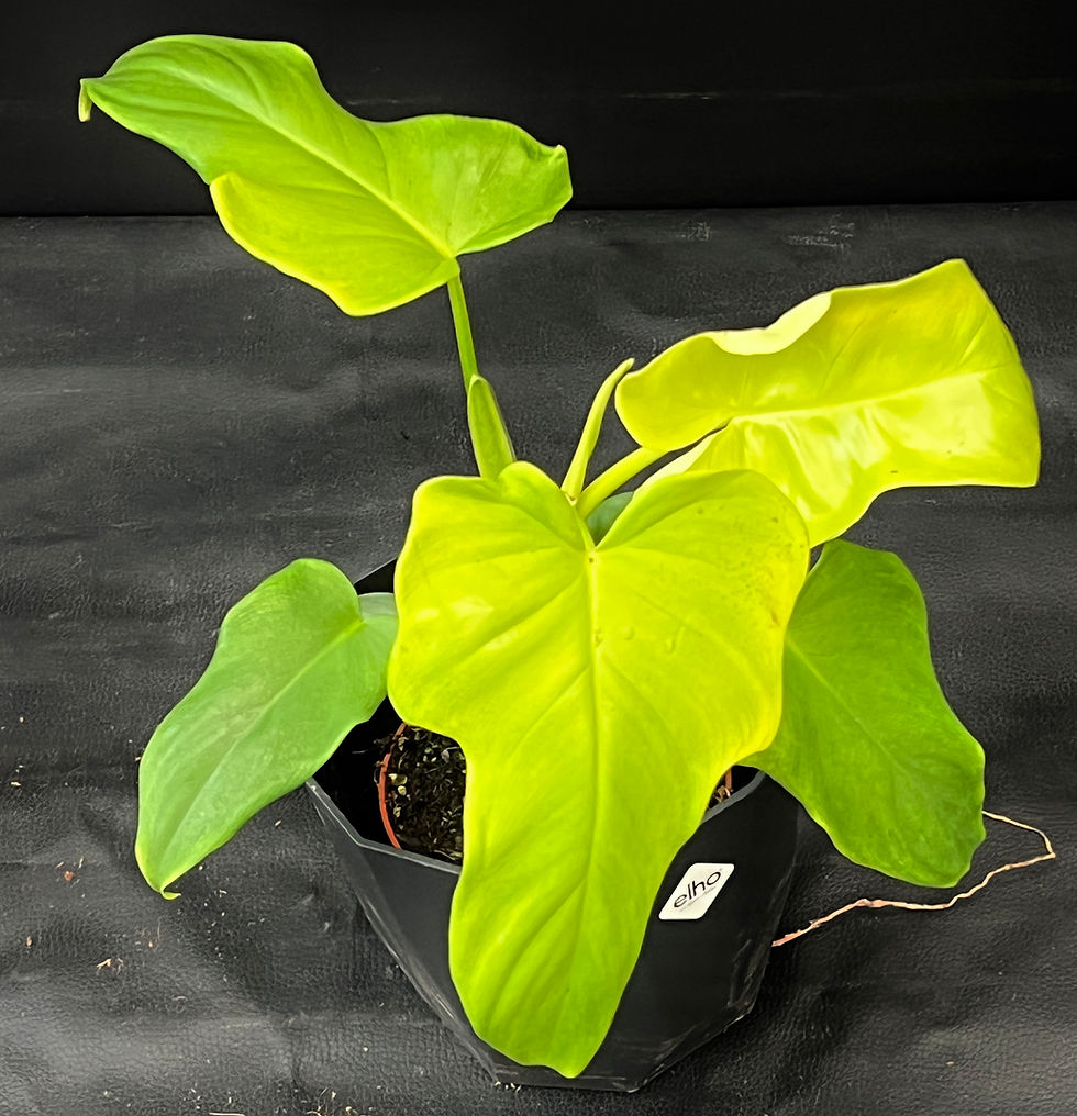 Thumbnail: PHILODENDRON GOLDEN VIOLIN