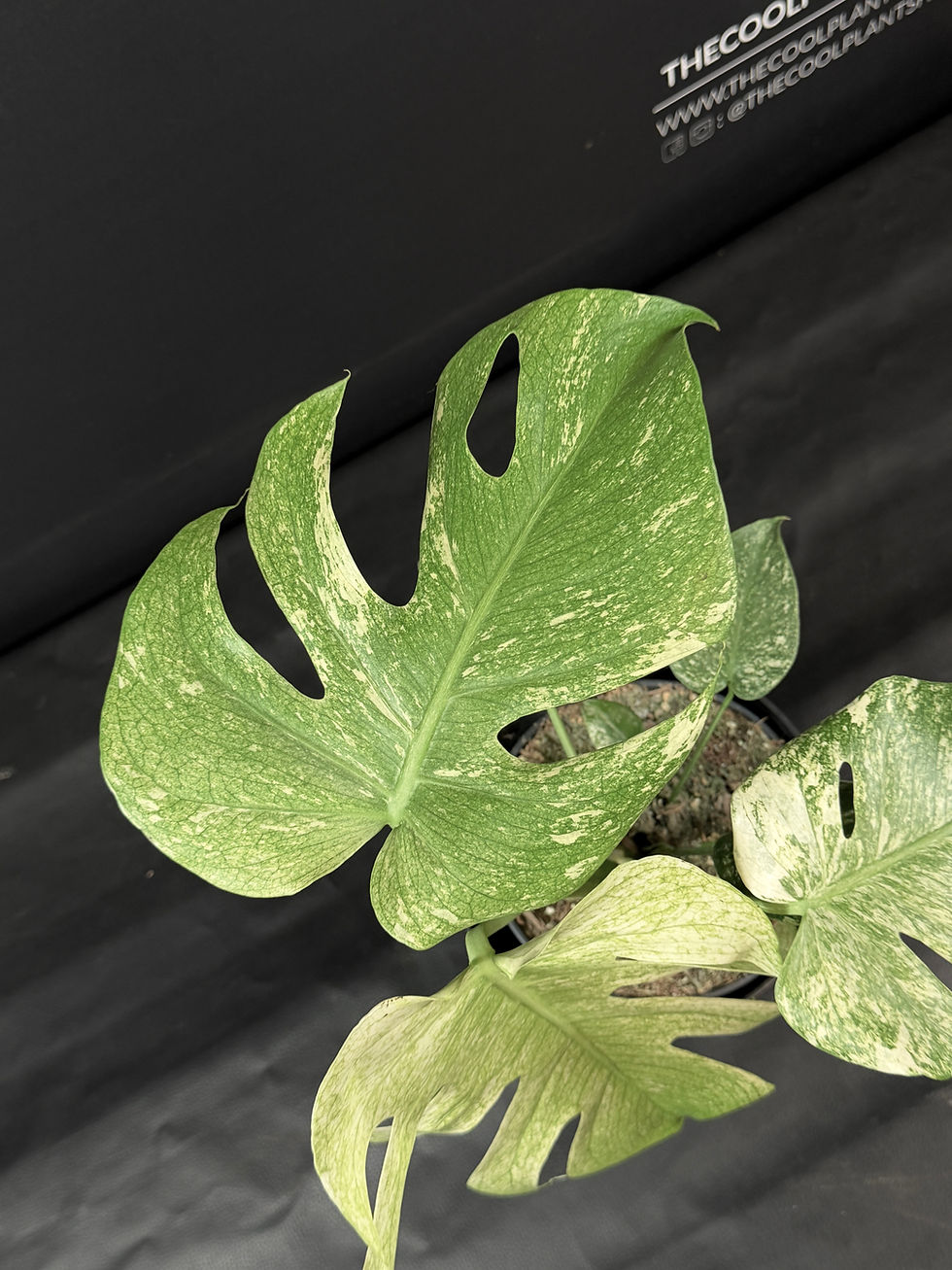 Miniatura: MONSTERA MINT XL4