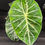 Miniatura: ALOCASIA PINK DRAGON LARGE